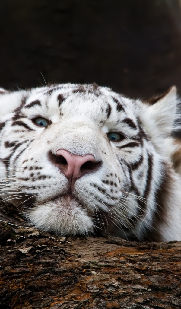 Большой белый тигр лежит на дереве