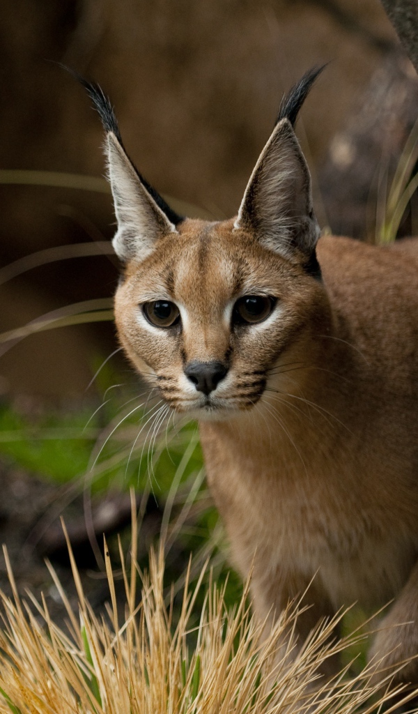Каракал прячется за деревом