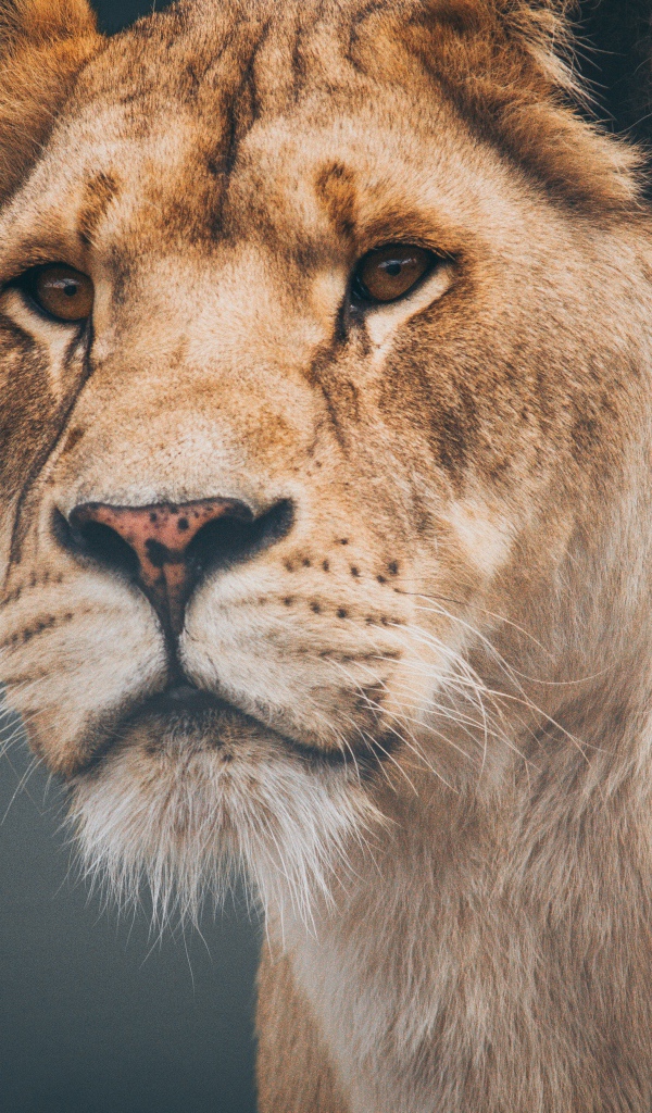 Морда большой серьезной львицы крупным планом