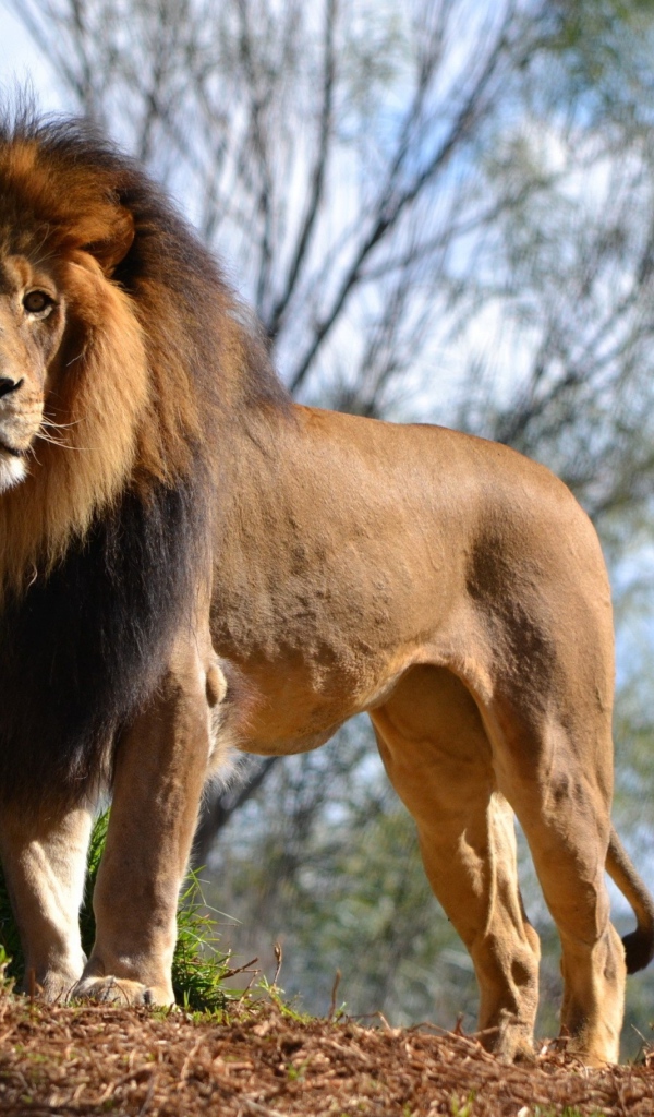 Большой грациозный лев у камня