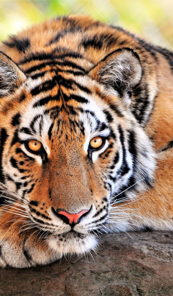 Большой величественный тигр крупным планом