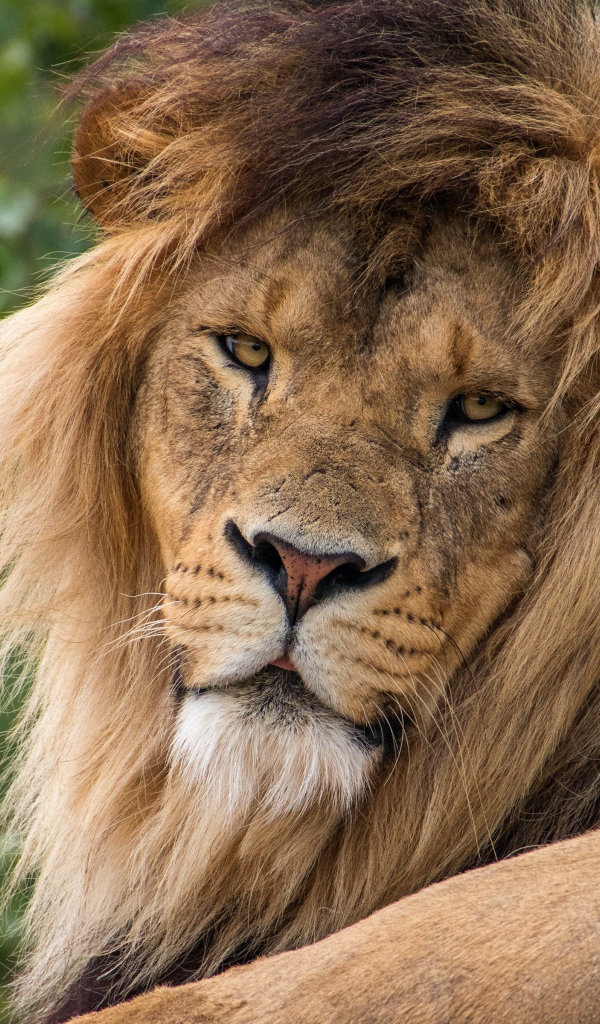 Большой серьезный лев  с пышной гривой