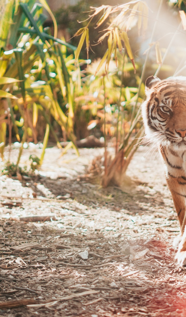 Большой полосатый тигр в зарослях бамбука