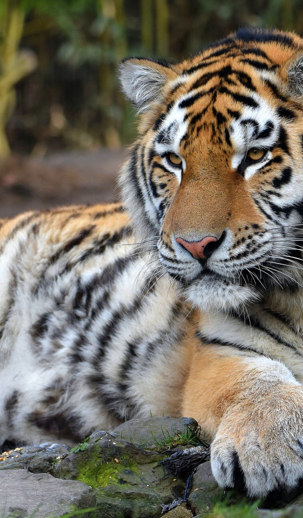 Большой полосатый тигр с большими лапами
