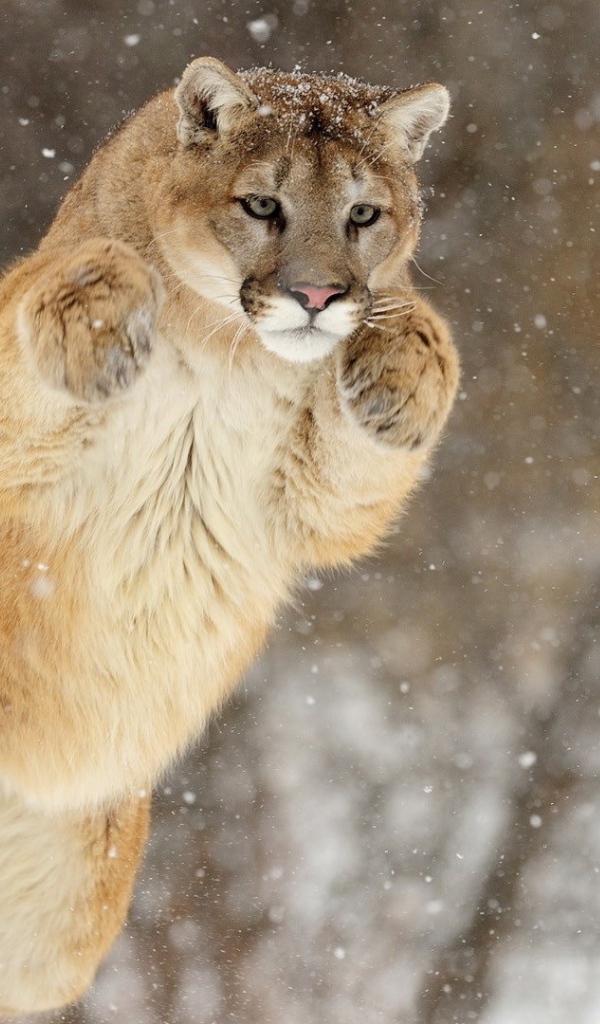 Прыжок большой пумы зимой