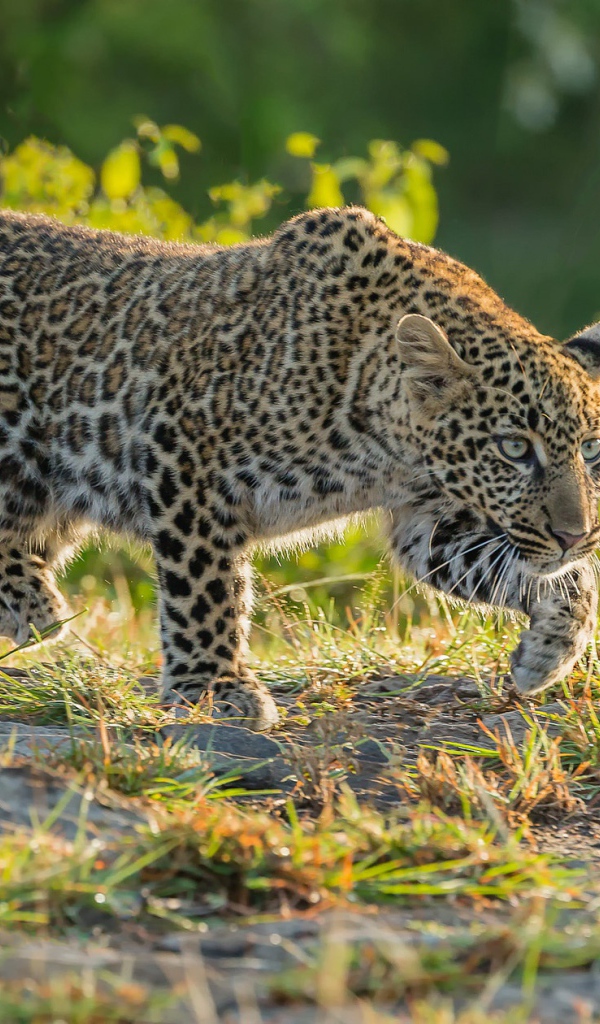 Леопард крадется по траве