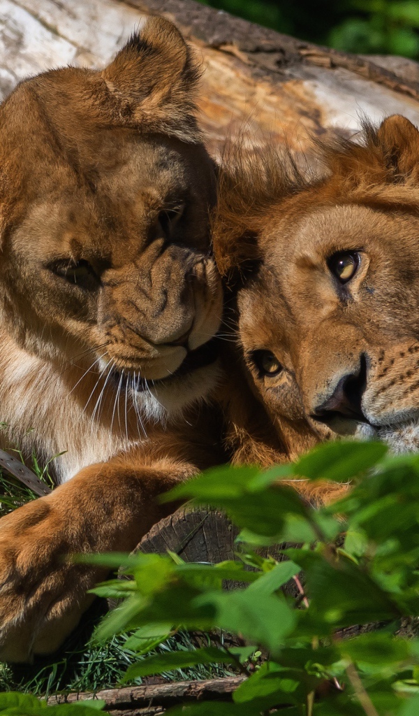 Лев и львица лежат на дереве 
