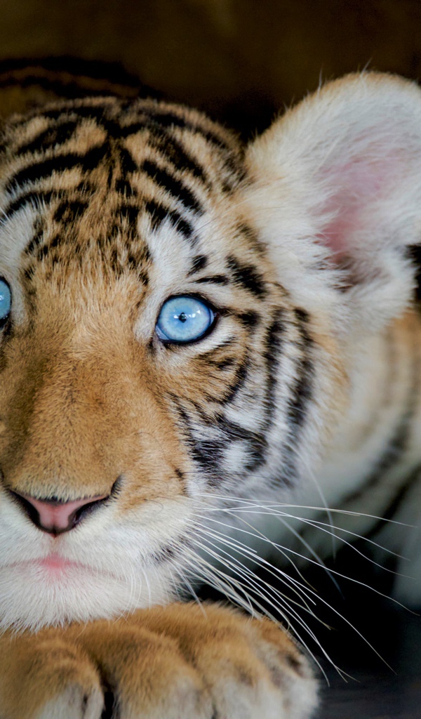 Маленький красивый голубоглазый тигренок