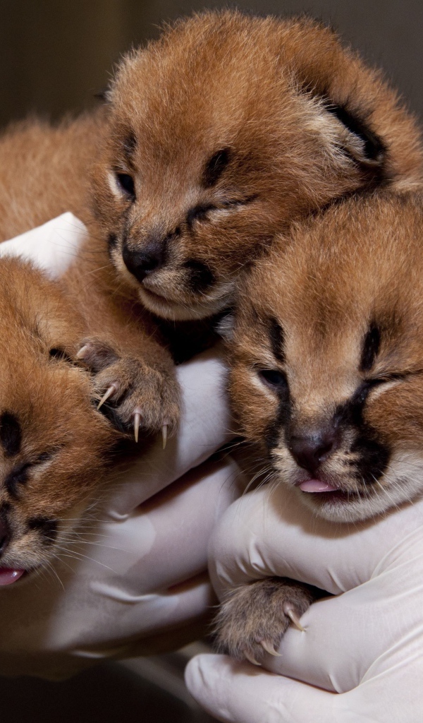 Маленькие котята каракала в руках