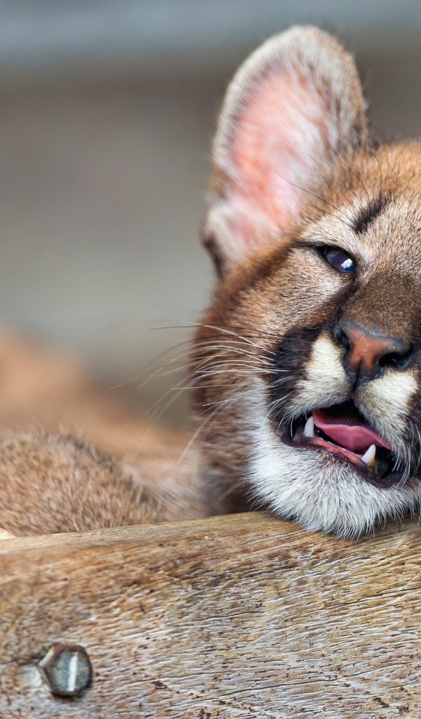 Маленький котенок пумы