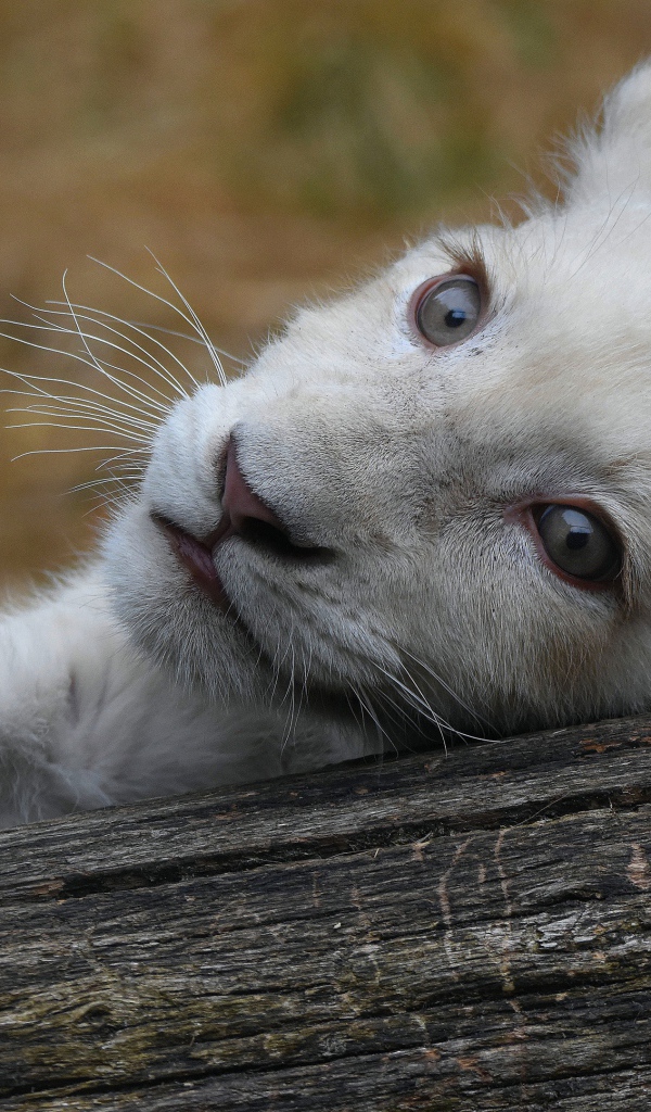 Маленький белый львенок лежит на дереве 