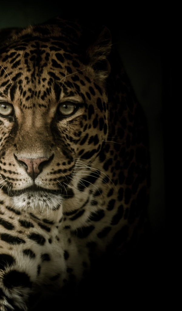 Взгляд пятнистого леопарда