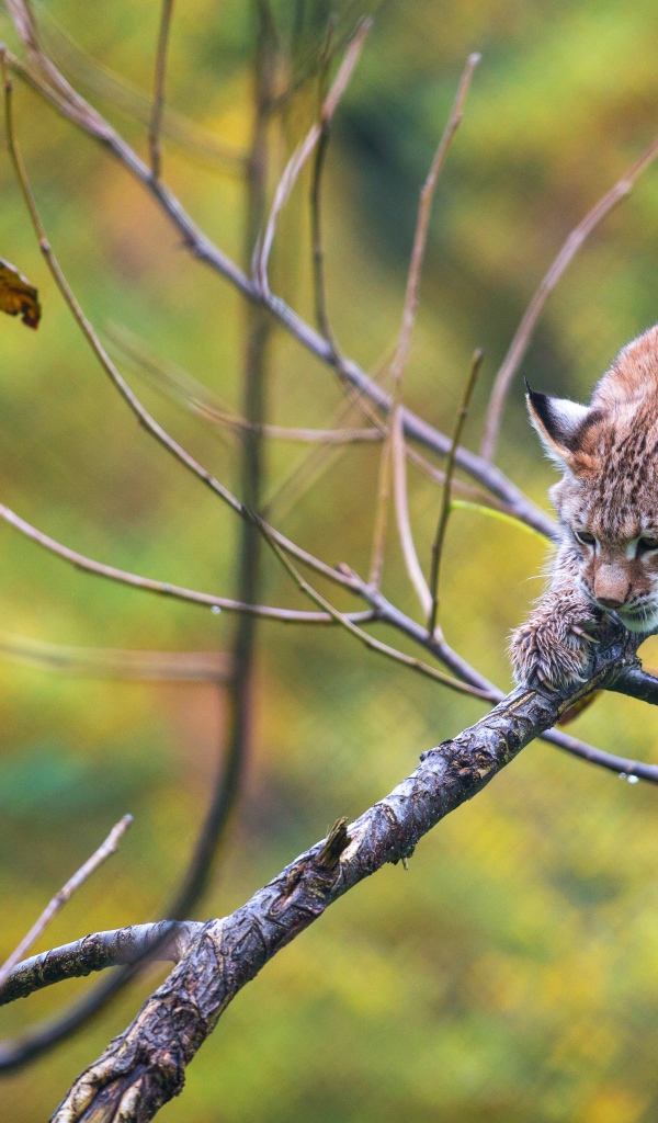 Рысь крадется по ветке дерева