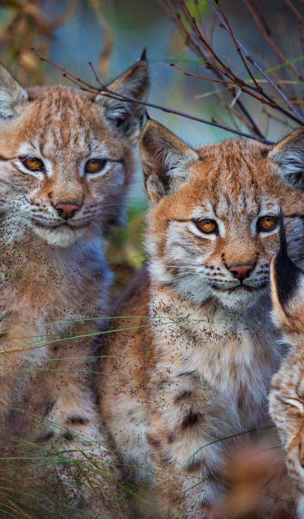 Рысь с маленькими детенышами в траве