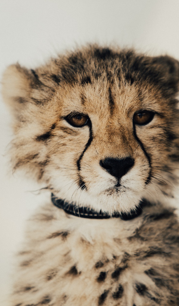 Морда гепард крупным планом