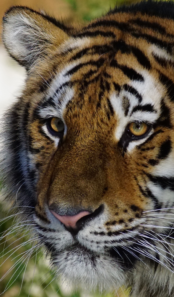 Морда большого красивого полосатого тигра крупным планом