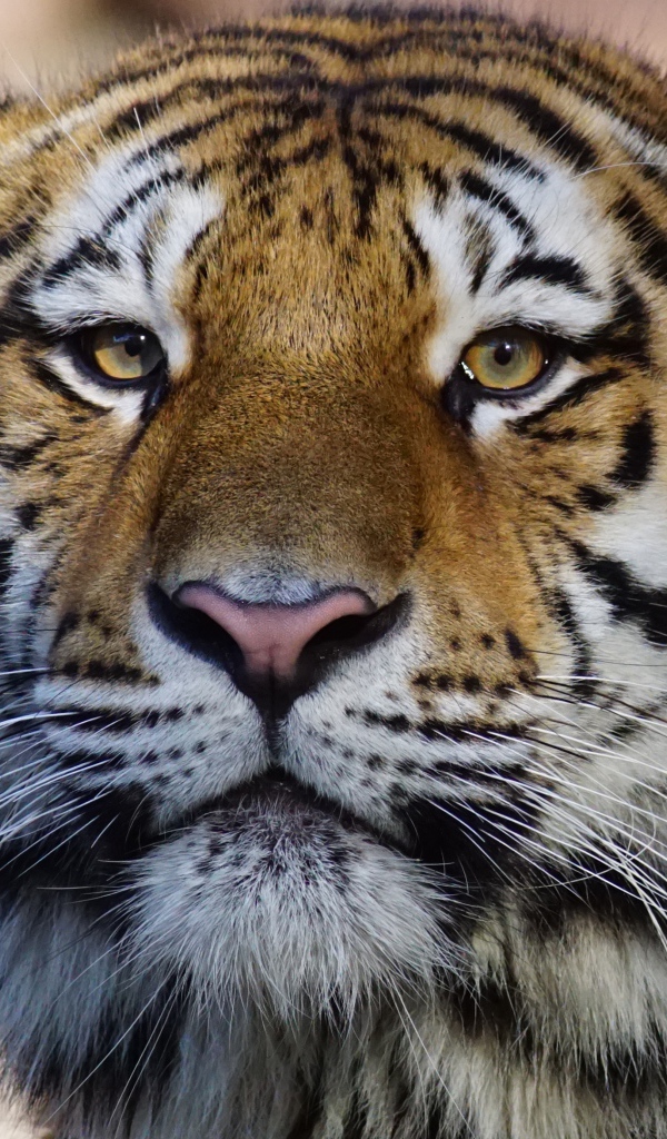 Морда большого полосатого тигра крупным планом