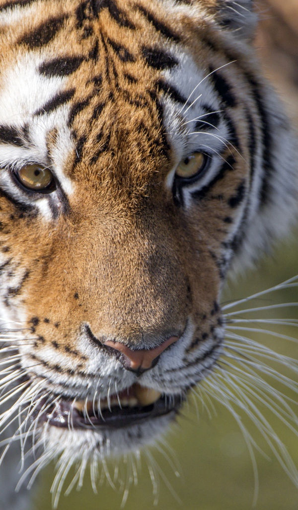 Морда большого тигра