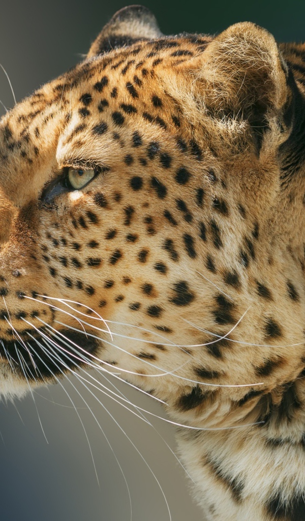 Морда ягуара вид сбоку 