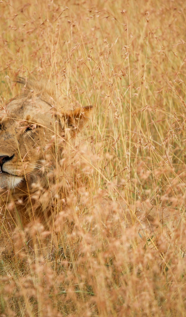 Серьезная большая львица лежит в траве