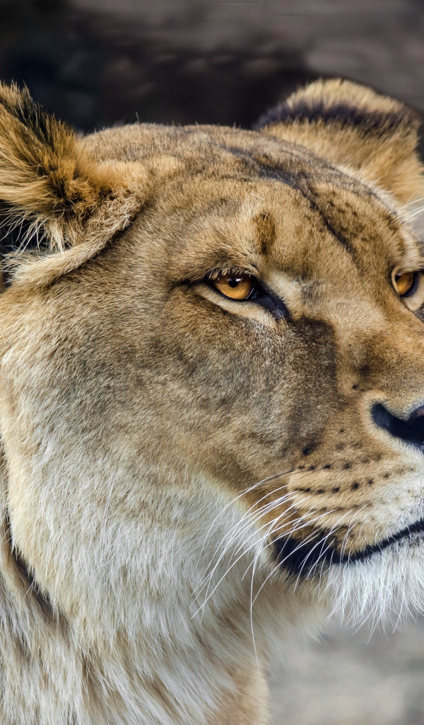 Серьезная морда большой львицы 