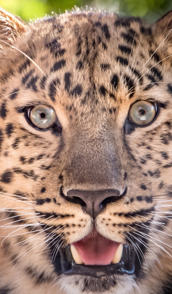 Пятнистый леопард с открытой пастью