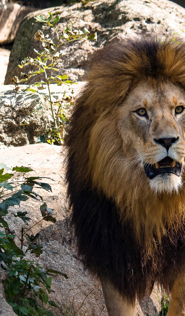 Грозный большой лев в зоопарке 