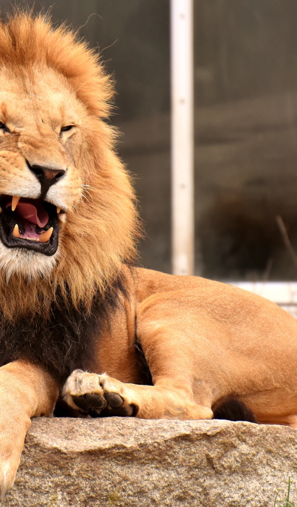 Грозный большой лев лежит на камне