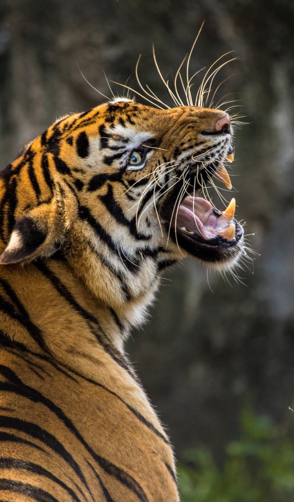 Грозный оскал большого полосатого тигра 