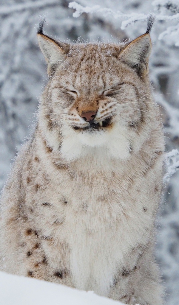 Грозная рысь на фоне покрытых инеем веток зимой 