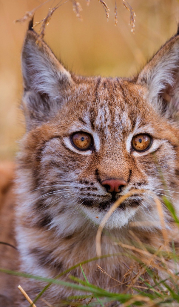 Маленькая кареглазая рысь сидит в траве