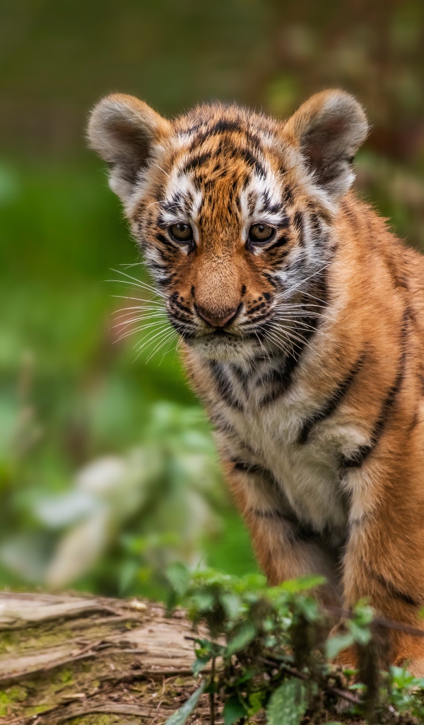 Маленький грустный тигренок сидит на сухом дереве