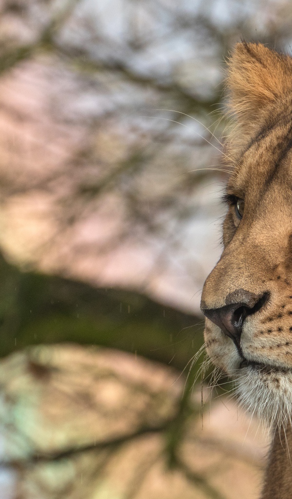 Взгляд  большой серьезной львицы