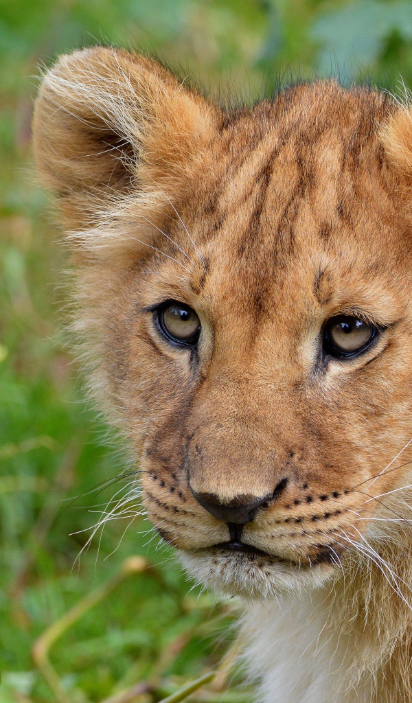 Взгляд маленького львенка