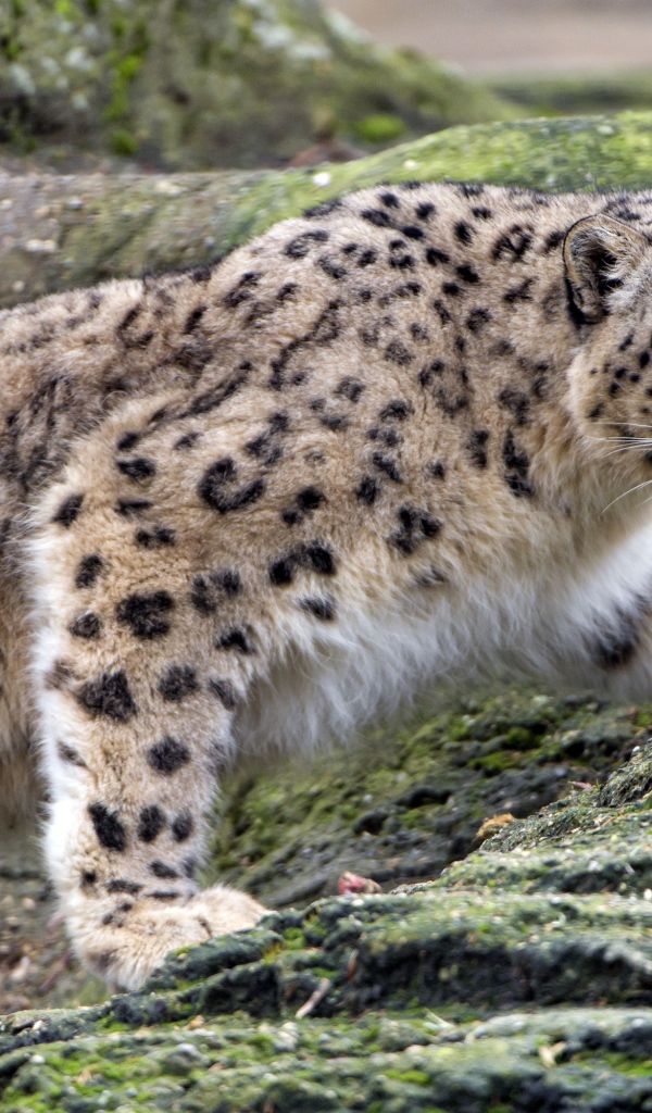 Снежный барс крадется по камням