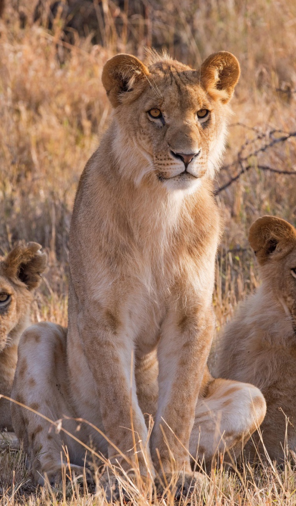 Три львицы сидят на сухой траве