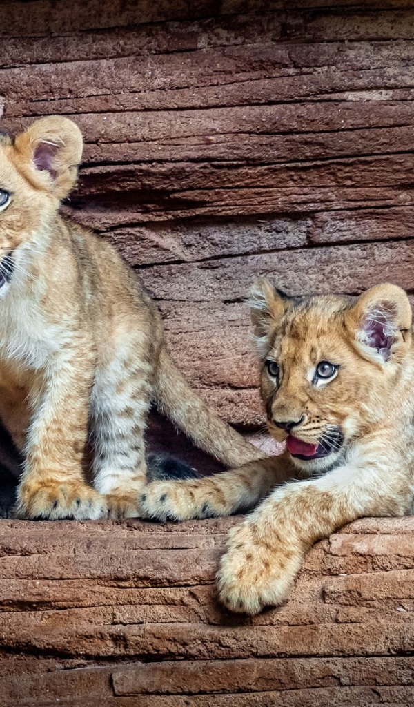 Три маленький львенка в зоопарке