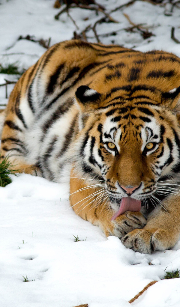 Тигр лижет лапу лежа на снегу
