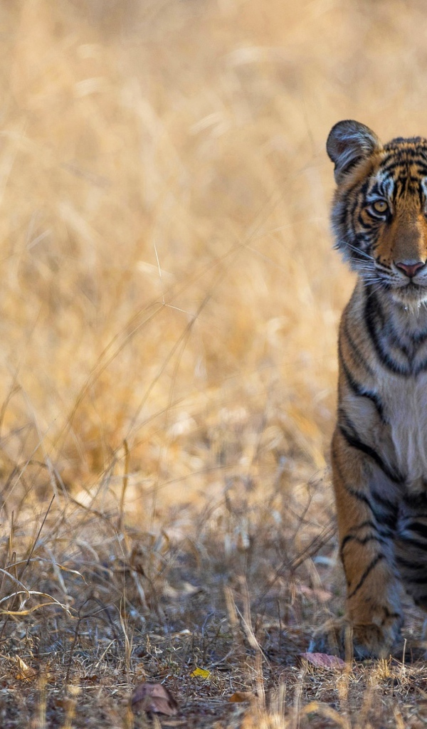 Тигр сидит на сухой траве 
