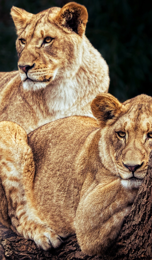 Две большие львицы лежат на дереве