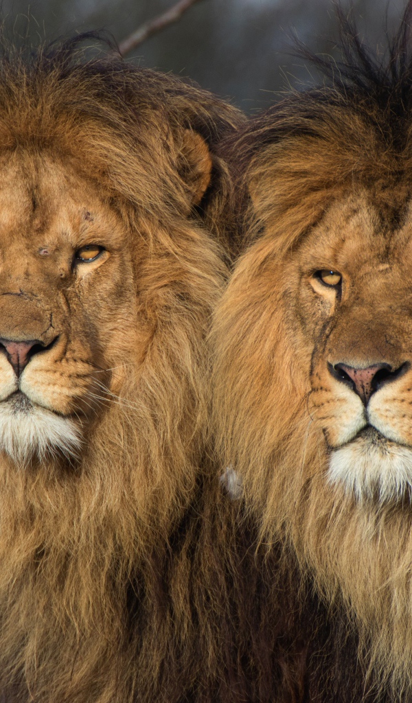 Два больших серьезных льва