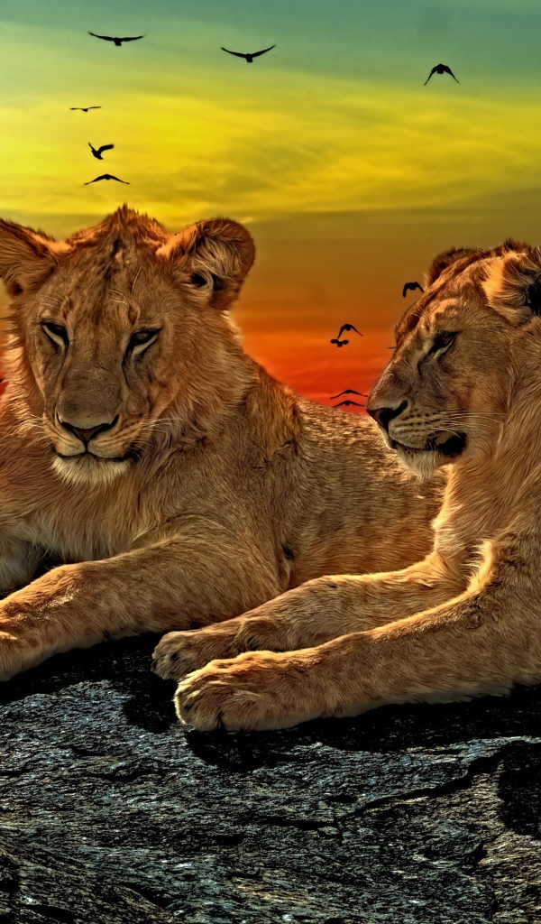 Две львицы лежат на камне на закате солнца