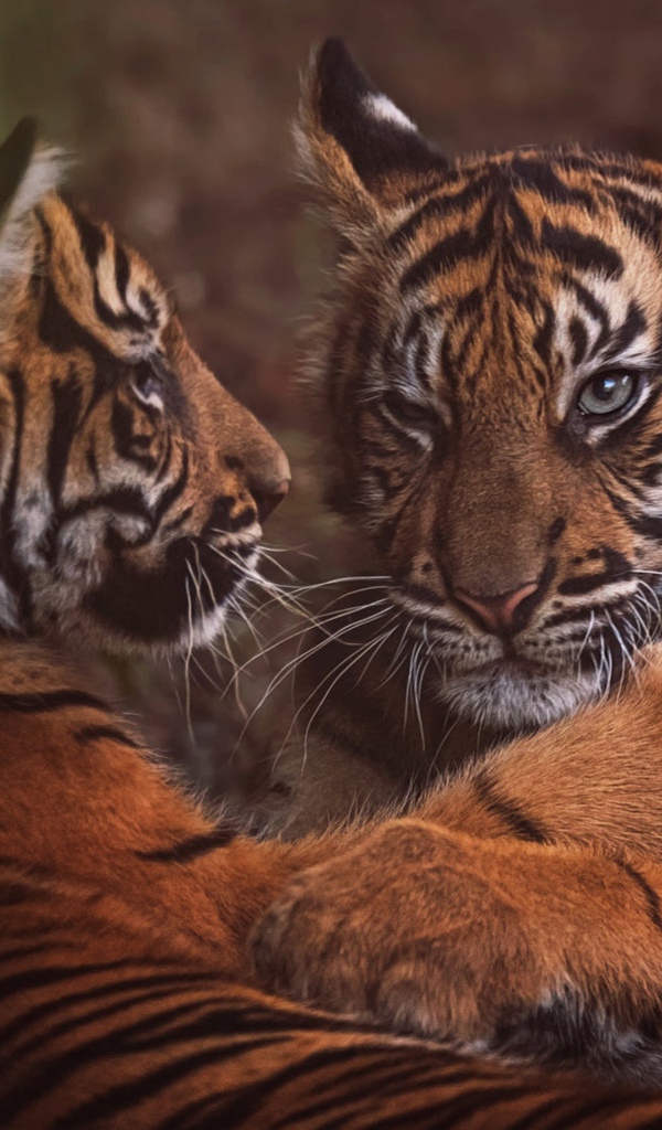 Два маленький тигренка играют