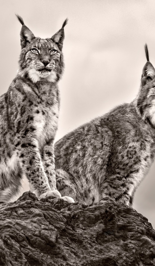 Две рыси сидят на камне