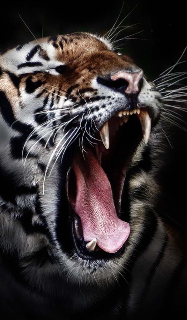 Зевающий тигр на черном фоне