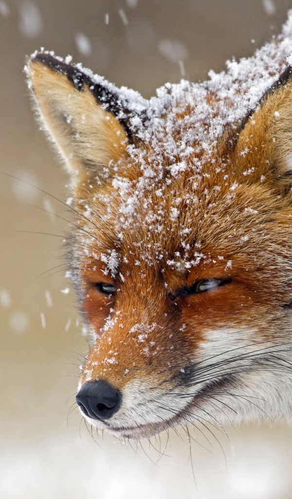 Хитрая лисья морда в снегу