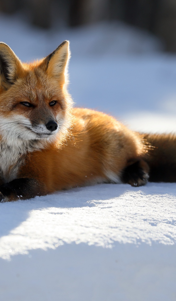 Хитрая рыжая лиса лежит на снегу