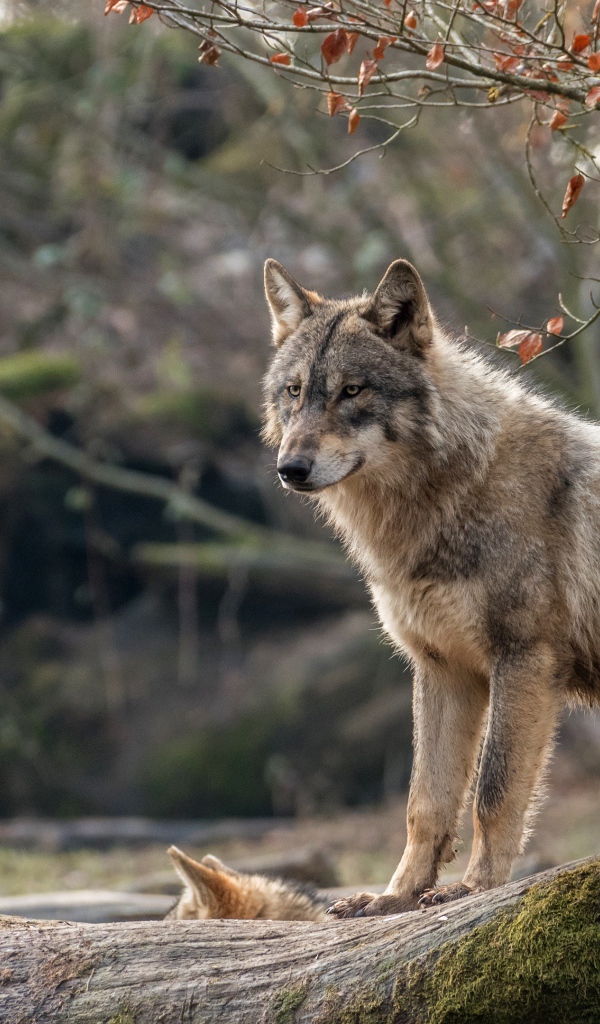 Серая волчица с волчонком стоит на покрытом мхом дереве