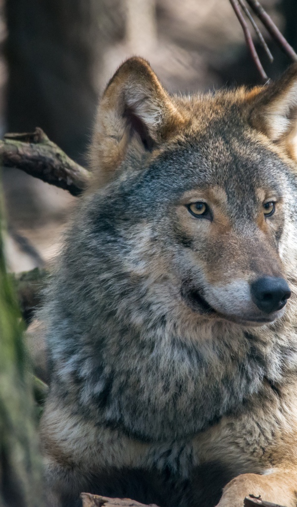 Большой серый волк лежит у дерева 