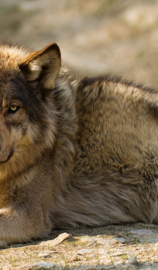 Грустный серый волк лежит на земле